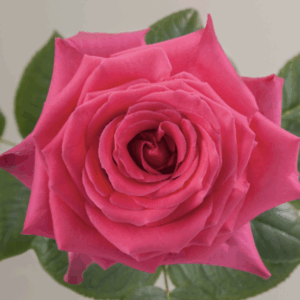 ROSE FULL MONTY - 50 CM